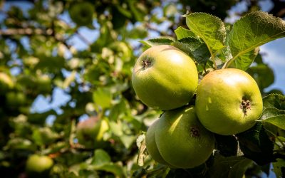 Have your Say on a Community Orchard