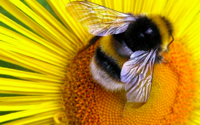 In Praise of Pollinators