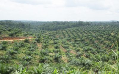 Palm Oil – what’s the issue?